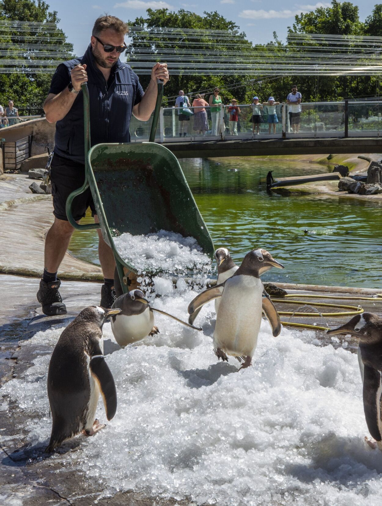 zoo-penguins-pi–1400764